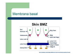 Membrana basal
 