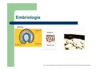 Embriologia
Derme
Fonte: http://www.belevisage.com/single-post/2015/07/27/Como-se-forma-o-fol%C3%ADculo-e-o-fio-de-Cabelo
 