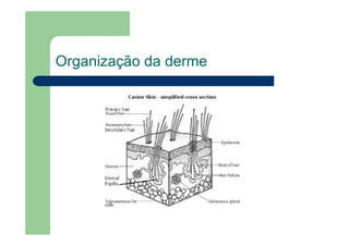 Organização da derme
 