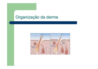 Organização da derme
 