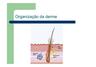 Organização da derme
 