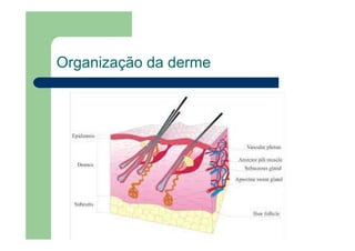 Organização da derme
 