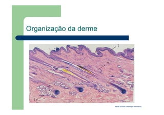 Organização da derme
Bacha & Wood: Histologia veterinária.
 