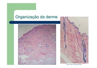 Organização da derme
Bacha & Wood: Histologia veterinária
 