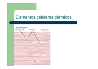 Elementos celulares dérmicos
Fibroblastos
 
