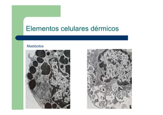 Elementos celulares dérmicos
Mastócitos
 