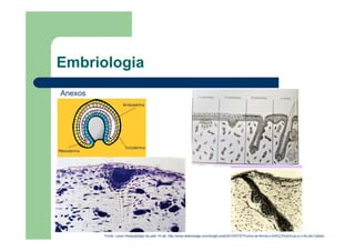 Embriologia
Anexos
Fonte: Lever:Histopatolgia da pele 10 ed; http://www.belevisage.com/single-post/2015/07/27/Como-se-forma-o-fol%C3%ADculo-e-o-fio-de-Cabelo
 