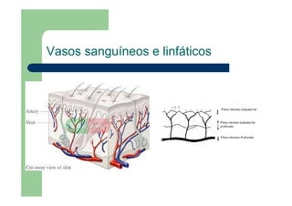 Vasos sanguíneos e linfáticos
 
