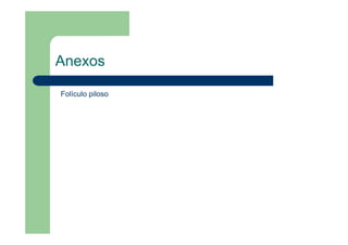 Anexos
Folículo piloso
 
