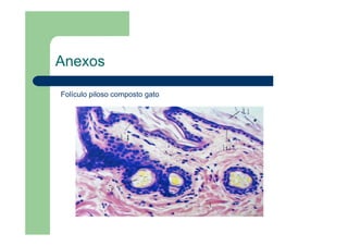 Anexos
Folículo piloso composto gato
 