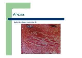 Anexos
Folículo piloso composto cão
 