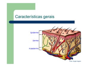 Características gerais
Fonte: Google imagens
 