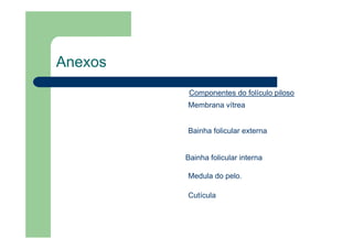 Anexos
Componentes do folículo piloso
Medula do pelo.
Cutícula
Bainha folicular interna
Bainha folicular externa
Membrana vítrea
 