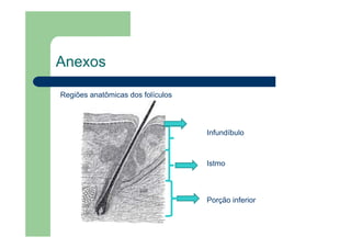 Anexos
Regiões anatômicas dos folículos
Infundíbulo
Istmo
Porção inferior
 