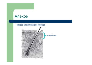 Anexos
Regiões anatômicas dos folículos
Infundíbulo
 