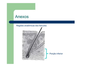 Anexos
Regiões anatômicas dos folículos
Porção inferior
 