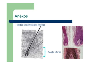 Anexos
Regiões anatômicas dos folículos
Porção inferior
 