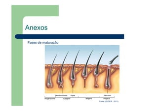 Anexos
Fases de maturação
Fonte: (ELDER , 2011)
 