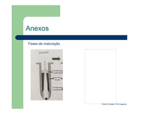 Anexos
Fases de maturação
Fonte: (Dustan, XII Enapave)
Não é possível exibir esta imagem no momento.
 
