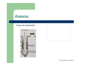 Anexos
Fases de maturação
Fonte: (Dustan, XII Enapave)
Não é possível exibir esta imagem no momento.
 