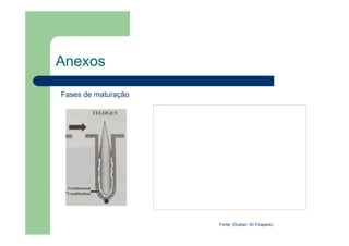 Anexos
Fases de maturação
Fonte: (Dustan, XII Enapave)
Não é possível exibir esta imagem no momento.
 