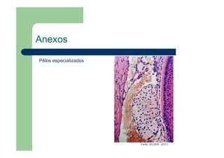 Anexos
Pêlos especializados
Fonte: (ELDER , 2011)
 