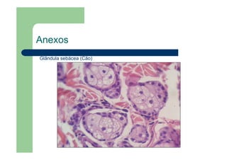 Anexos
Glândula sebácea (Cão)
 