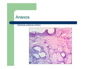 Anexos
Glândula sebácea (Gato)
 
