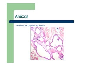 Anexos
Glândula sudoríparas apócrinas
 
