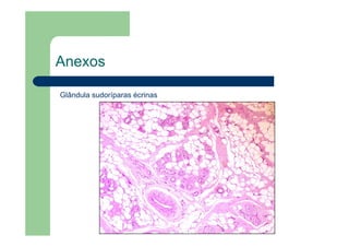 Anexos
Glândula sudoríparas écrinas
 