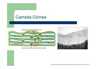 Camada Córnea
https://pt.slideshare.net/ahmedaamer986/barrier-function-biomechanical-properties-of-the-skin
 