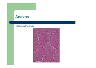Anexos
Glândula Perianais
 