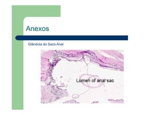 Anexos
Glândula do Saco Anal
 