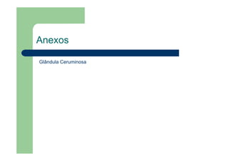 Anexos
Glândula Ceruminosa
 