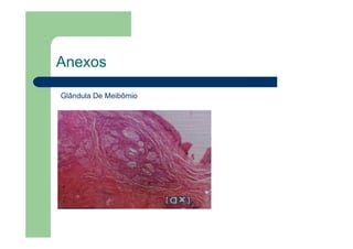Anexos
Glândula De Meibômio
 