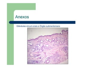 Anexos
Glândulas circum-orais e Órgão submentoniano
 
