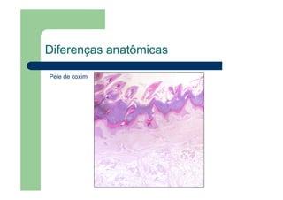 Diferenças anatômicas
Pele de coxim
 