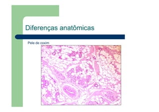 Diferenças anatômicas
Pele de coxim
 