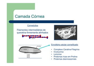 Camada Córnea
Filamentos intermediários de
queratina firmemente alinhados
Corneócitos
Envoltório celular corneificado
• Complexo Ceratina-Filagrina
• Involucrina
• Loricrina
• Proteínas ricas em Prolina
• Proteínas desmossomais
 