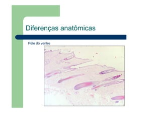 Diferenças anatômicas
Pele do ventre
 