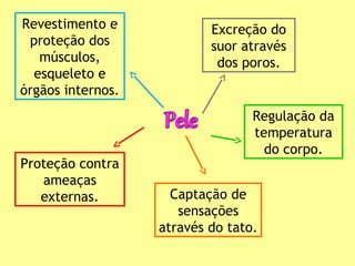 Revestimento e
proteção dos
músculos,
esqueleto e
órgãos internos.
Proteção contra
ameaças
externas.
Excreção do
suor através
dos poros.
Regulação da
temperatura
do corpo.
Captação de
sensações
através do tato.
