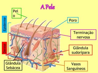 Epiderme
Derme
Pel
o
Glândula
Sebácea
Poro
Terminação
nervosa
Glândula
sudorípara
Vasos
Sanguíneos