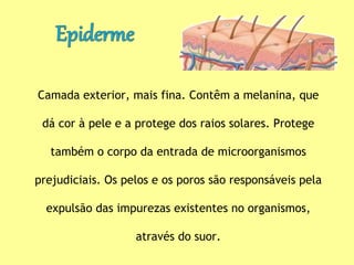 Camada exterior, mais fina. Contêm a melanina, que
dá cor à pele e a protege dos raios solares. Protege
também o corpo da entrada de microorganismos
prejudiciais. Os pelos e os poros são responsáveis pela
expulsão das impurezas existentes no organismos,
através do suor.