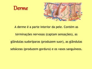 A derme é a parte interior da pele. Contém as
terminações nervosas (captam sensações), as
glândulas sudoríparas (produzem suor), as glândulas
sebáceas (produzem gordura) e os vasos sanguíneos.