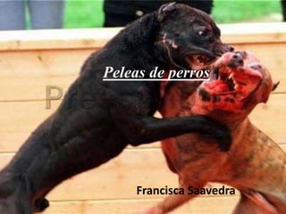 Peleas de perros 
Francisca Saavedra 
 