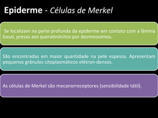 Epiderme - Células de Merkel

Se localizam na parte profunda da epiderme em contato com a lâmina
basal, presas aos queratinócitos por desmossomos.


São encontradas em maior quantidade na pele espessa. Apresentam
pequenos grânulos citoplasmáticos elétron-densos.



As células de Merkel são mecanorreceptores (sensibiildade tátil).
 