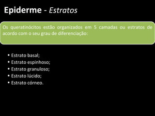 Epiderme - Estratos
Os queratinócitos estão organizados em 5 camadas ou estratos de
acordo com o seu grau de diferenciação:



 • Estrato basal;
 • Estrato espinhoso;
 • Estrato granuloso;
 • Estrato lúcido;
 • Estrato córneo.
 
