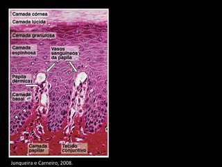 Junqueira e Carneiro, 2008.
 
