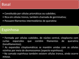 • Formada por células cubóides, de núcleo central, citoplasma com
curtas expansões que contêm filamentos de queratina
(tonofilamentos);
• As expansões citoplasmáticas se mantêm unidas com as células
vizinhas por meio de desmossomos (aspecto espinhoso);
• Na camada espinhosa também existem células tronco, ainda ocorre
mitose.
 
