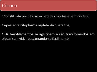 Córnea
• Constituída por células achatadas mortas e sem núcleo;

• Apresenta citoplasma repleto de queratina;

• Os tonofilamentos se aglutinam e são transformados em
placas sem vida, descamando-se facilmente.
 